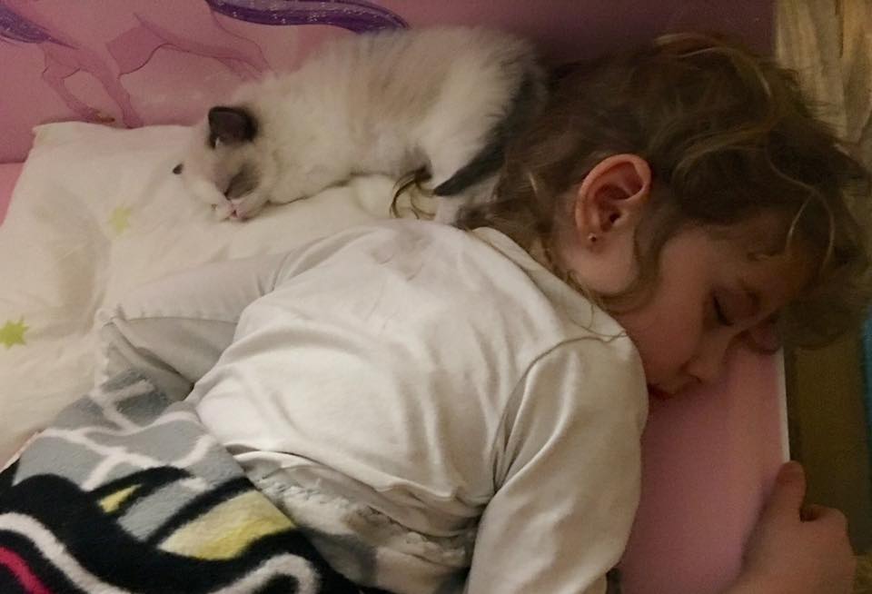 /images/Galeria/Cicák-gyerekek (Cats&Chirldren)/13902721_285124368521931_3207687563856494152_n.jpg